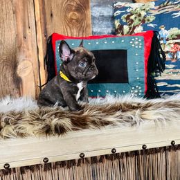 Yellow - Brindle and white French Bulldog puppy in Jordan Valley, Oregon from Floating Feather Frenchies