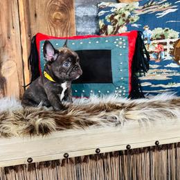 Yellow - Brindle and white French Bulldog puppy in Jordan Valley, Oregon from Floating Feather Frenchies