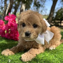 White Collar - female Cavapoochon puppy in Waterford, California from Windy Hill Doodles