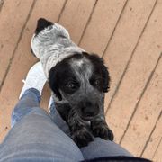 Blue collar - Sporty Mix puppy in Ferndale, Washington from Juanita’s Springers