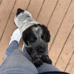 Blue collar - Sporty Mix puppy in Ferndale, Washington from Juanita’s Springers