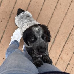 Blue collar - Sporty Mix puppy in Ferndale, Washington from Juanita’s Springers