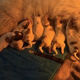 1 - White and gray male Great Pyrenees puppy in Sarasota, Florida from Sunquest Great Pyrenees