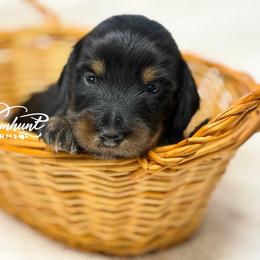 Female 2150 - Black and tan female Dachshund puppy in Nashville, Arkansas from Whisenhunt Farms