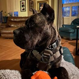 Cane Corso All Grown Up from La Muerte Corso Kennel