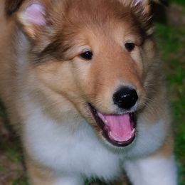 Collie Puppies from Thorndale Collies