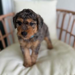 Ray - Merle male Bernedoodle puppy in Loxahatchee, Florida from SR. Doodle pupps