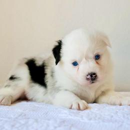 Bernadette: Freckles Merle Girl - Blue merle female Miniature Australian Shepherd puppy in Burkesville, Kentucky from Bline’s Awesome Aussies & Doxies at the Bline Family Farm