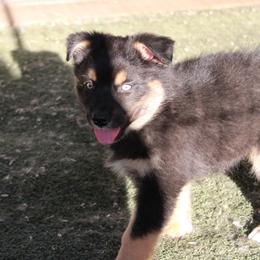 Griffon - Black male Australian Shepherd puppy in Sonoita, Arizona from Gardner Canyon Kennels