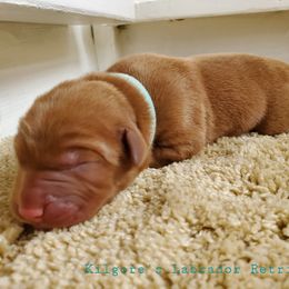 Labrador Retriever Puppies from Kilgore’s Labrador Retrievers