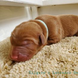 Labrador Retriever Puppies from Kilgore’s Labrador Retrievers