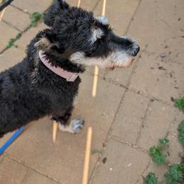 Hera - Salt and pepper female Miniature Schnauzer puppy in Cumming, Georgia from Bella Pups LLC