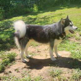 Freyja - Alaskan Malamute
