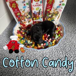 Cotton Candy - Black female Labrador Retriever puppy in Water Valley, Mississippi from Three Lakes Labs & WHDs