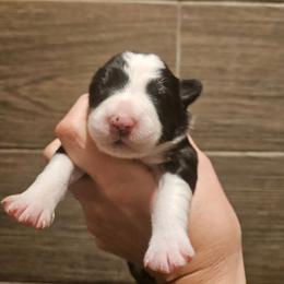 Girl 6 - Black and white female Border Collie puppy in Caledonia, Michigan from Magnolia Acres