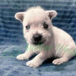 Navy blue - White male West Highland White Terrier puppy in Cleveland Tx, Texas from Pixie Hollow Westies