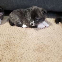 Pomsky Puppies from S and S Pomskies