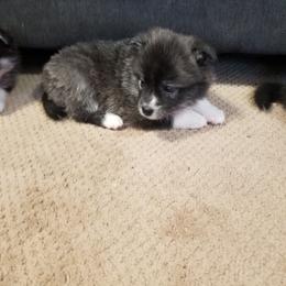 Pomsky Puppies from S and S Pomskies