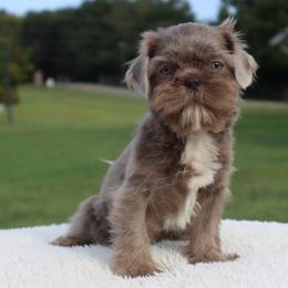 Poppy-Lilac - Lilac female Shih Tzu puppy in Clinton, Tennessee from Southland’s Shih Tzus
