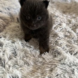 Sully Blue - Blue male Pomeranian puppy in Centuria, Wisconsin from Petite FurryTails