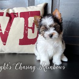 Biewer Terrier Puppies from Pure Delight’s