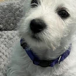 West Highland White Terriers from Westie Lovers