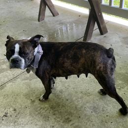 Lilly - Boston Terrier