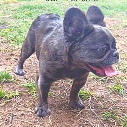 French Bulldog Puppies from Ruff it up frenchies