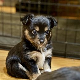 Pepper - Black tri male Miniature Australian Shepherd puppy in Harpers Ferry, West Virginia from Carter's Cuties