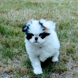 Boy - Black and white male Japanese Chin puppy in Snohomish, Washington from Musashi Japanese Chin