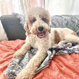 Chili - Goldendoodle