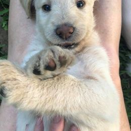 Labradoodle and Labrador Retriever Puppies from Cypress Kennels