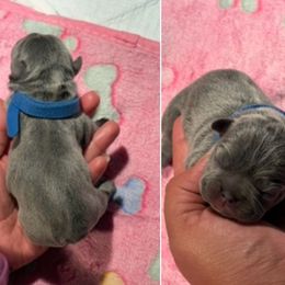 Blue collar - Blue female French Bulldog puppy in Humble, Texas from Tip Top Bully House