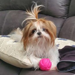 Charm - Shih Tzu