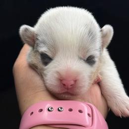 Female bluie - White and black female Pembroke Welsh Corgi puppy in Glendale, Arizona from CorgiholicsAz