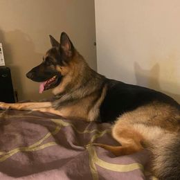 Australian Shepherds, French Bulldogs, and German Shepherds from Round of Apaws Canines