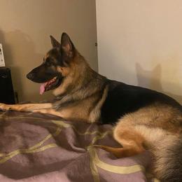 Australian Shepherds, French Bulldogs, and German Shepherds from Round of Apaws Canines