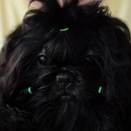 SLO - Shih Tzu