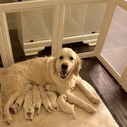 Golden Retriever Puppies from Akela Goldens