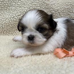 Shih Tzu puppies from M&J Country Kennels