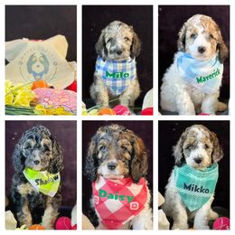 Bernedoodle puppies from Macadoodles