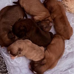 Shih Tzu puppies from Shorkie Land
