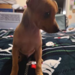 4 - Stag red Miniature Pinscher puppy in Phelan, California from Desert Rose Kennel