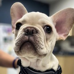 French Bulldogs from Stevuni Harrison