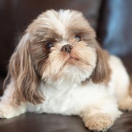Royce - Shih Tzu
