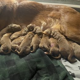 Boy 1 - Golden Retriever puppy from Red Ridge Retrievers