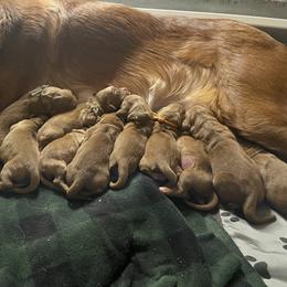 Boy 1 - Golden Retriever puppy from Red Ridge Retrievers