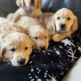 Golden Retriever Puppies from Renko Kennel