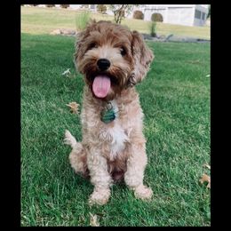 Jozie - Cavapoo