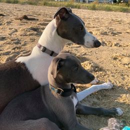 Whippets from Moodyblues Whippets